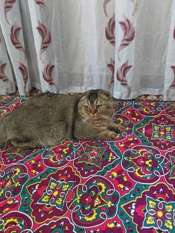 Scottish fold zoti toza
6 oylik o'g'il bola
Prifkalarini olgan
Pasp — 1