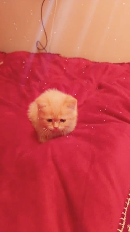 Soft mushu qiz bola sotiladi qiz bola 1,5 oyli — 1