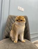 Золотая шиншилла фолд
