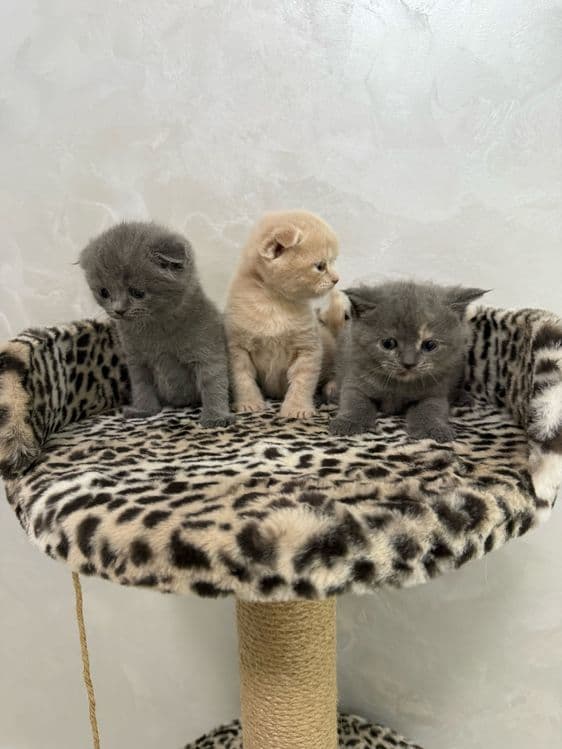 Британский скотиш фолд — 1