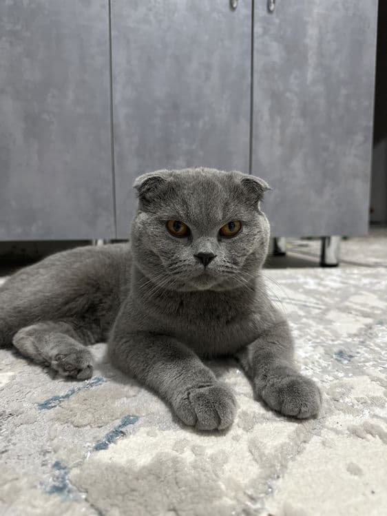 Скоттиш фолд вислоухая — 1