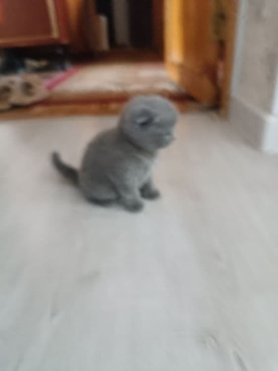 Котята британская шиншила — 1
