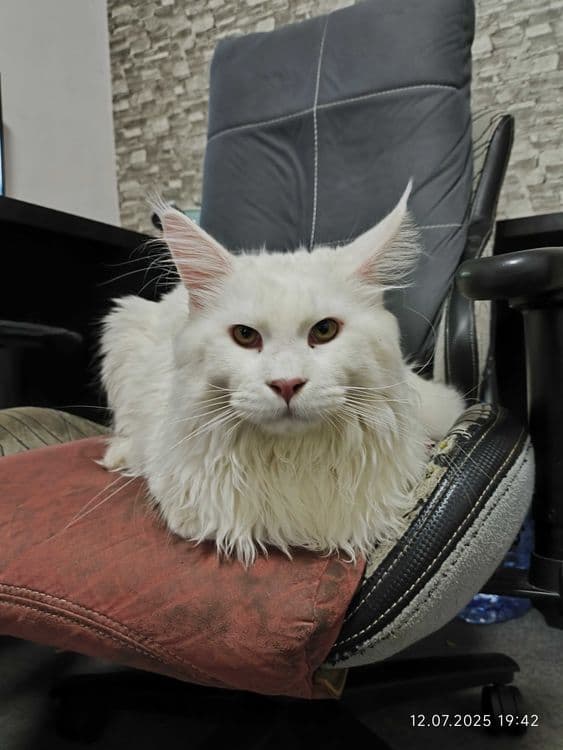 Мейн кун кот на вязку — 1