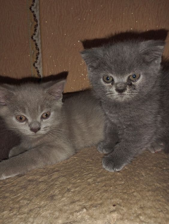 Продаю котят,скотиш страйк,фолд. — 1