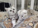 Скотиш Фолд и Страйт