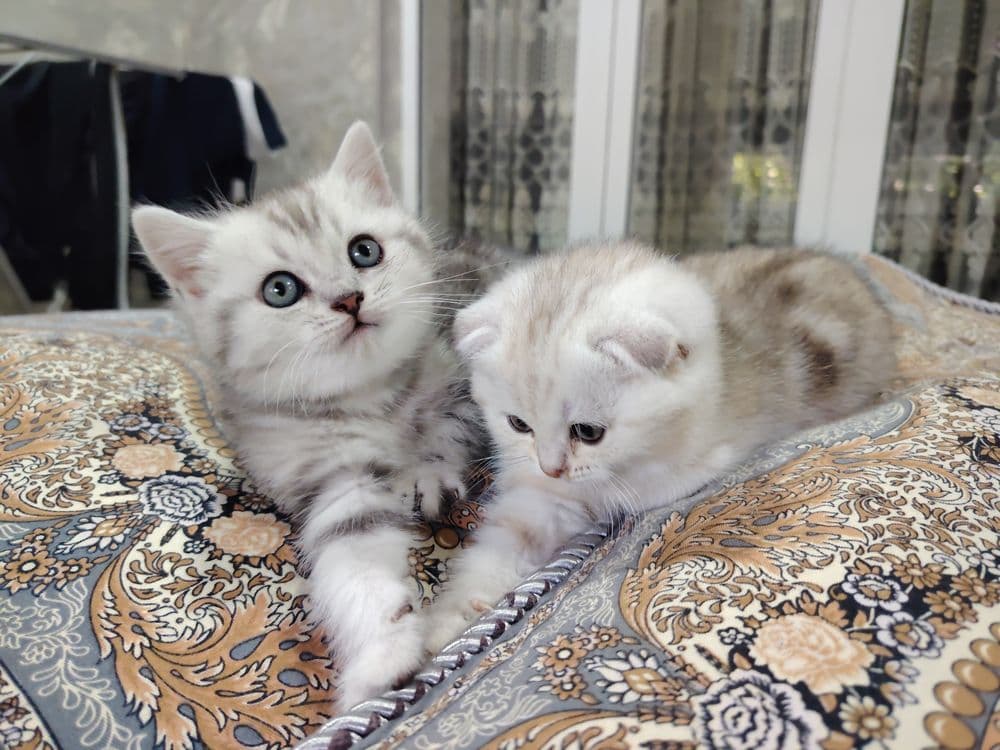 Скотиш Фолд и Страйт — 1