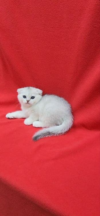 Мальчик скоттиш фолд серебристая шиншилла — 1