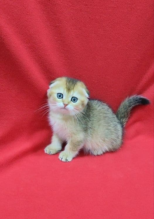 мальчик скоттиш фолд золотая шиншилла — 1