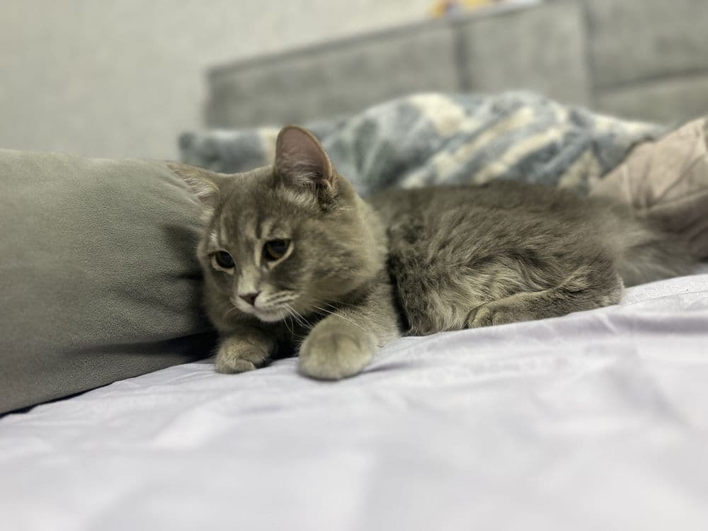 Кошка мальчик породы скоттиш Фолд — 1