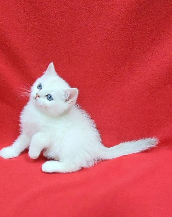 Скоттиш страйт Серебристая шиншила девочка — 1