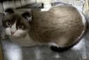 Шотландская кошка