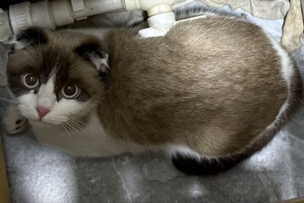 Шотландская кошка — 1