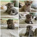 Котята фолдики и страйдики