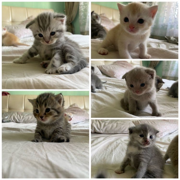 Котята фолдики и страйдики — 1