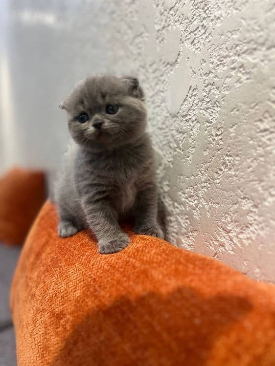 Продается девочка скотиш фолд — 1