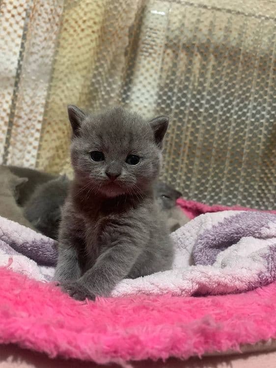 Готовятся к продаже котята скоттиш страйк — 1