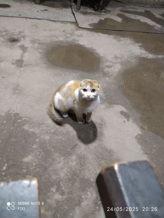 scottish fold 100$ kelishiladi — 1