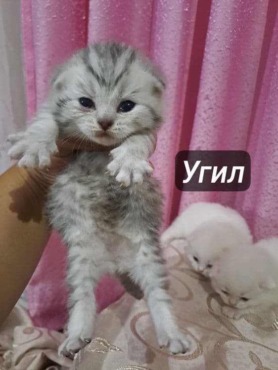 Ширингина продали мушукчалар — 1