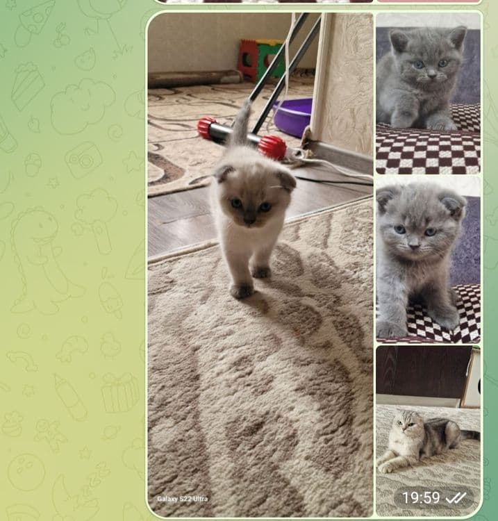 Продаеться котята Скотиш фолд и Скоитш страйт — 1