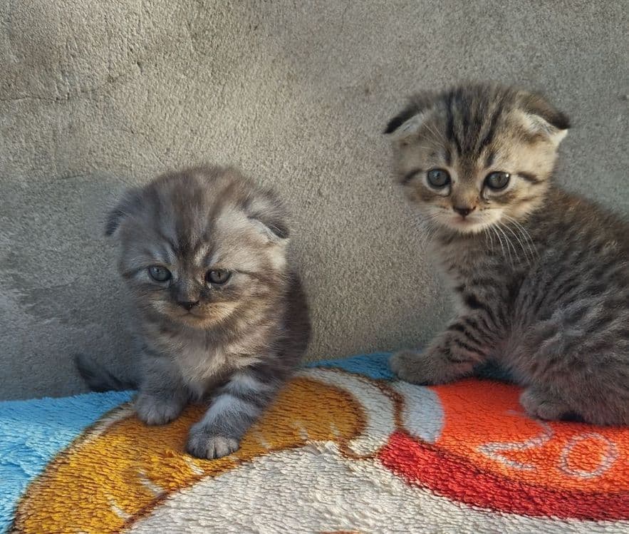Скоттиш фолд — 1