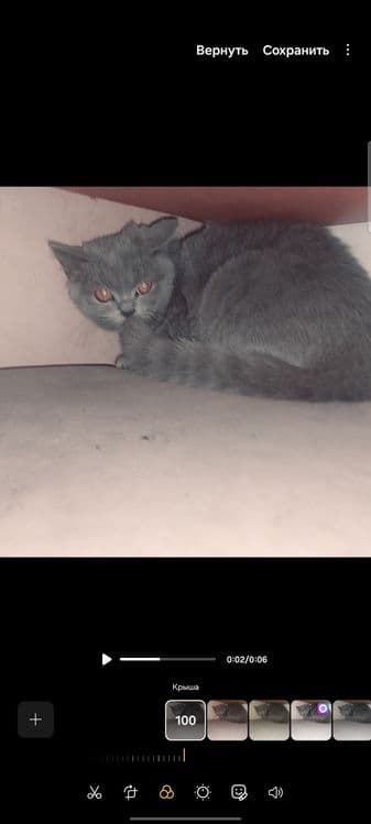 Британский скотш страйт — 1