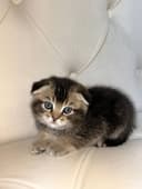 Котята породы скоттиш фолд и скоттиш страйд