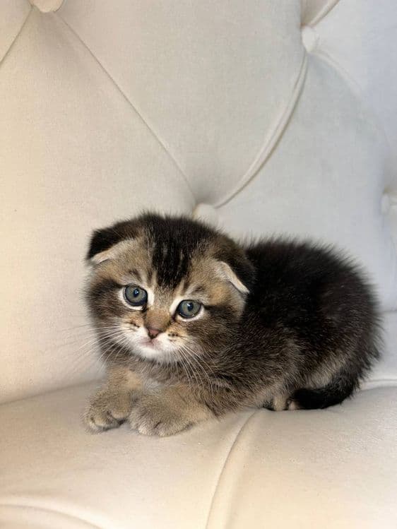 Котята породы скоттиш фолд и скоттиш страйд — 1