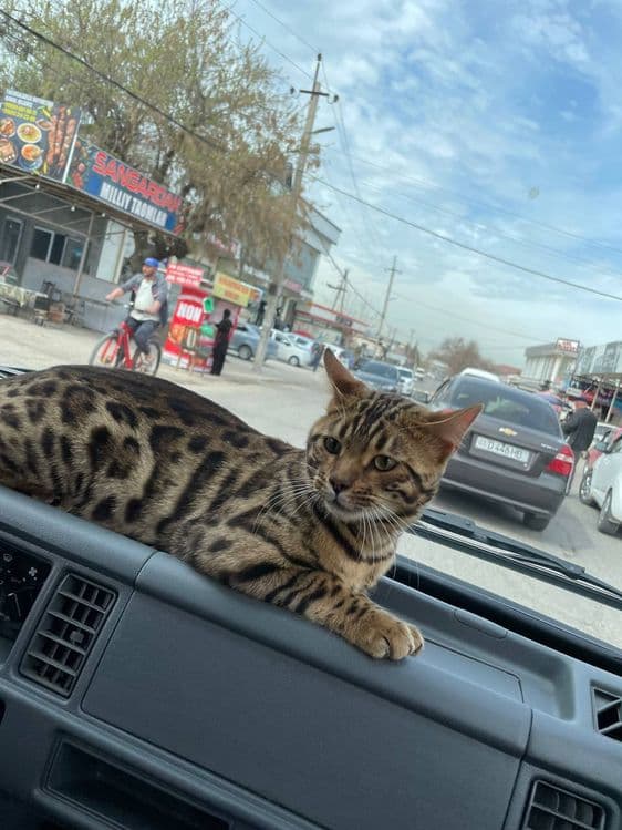 Bengaliski кидирилвоти ёколди суюнчиси бор — 1
