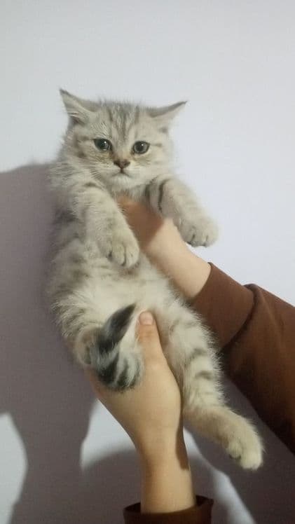 Shinshila tigrovni kozi kok zotli Mushuklar 2 ta qizbola 2 ta ogil bol — 1