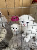 Шотландский веслоуха тоза зот отаси привазной