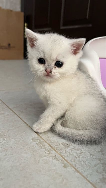 Serebristo chinchilla toza qon soglom — 1