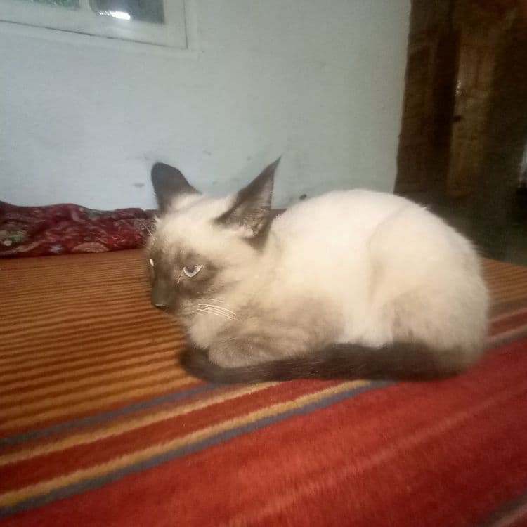 Продаётся котёнок сиамской кошки (мал) — 1