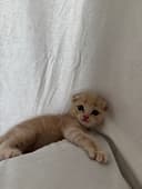 Скоттиш фолд ва страйт