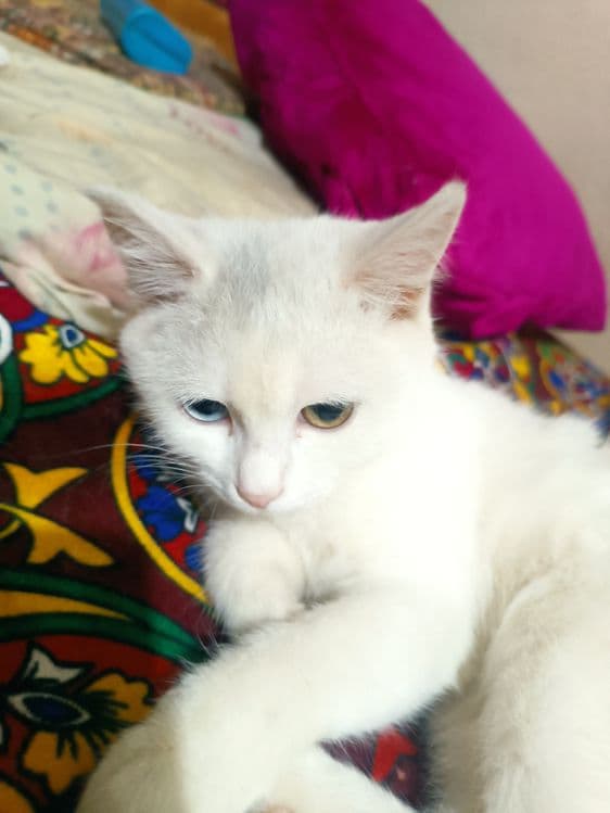 Turetskiy Angora ikki xil ko'z qiz bola sotiladi — 1