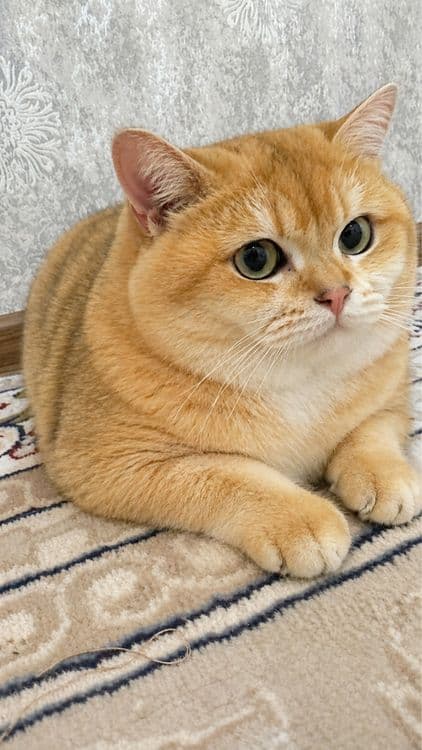 Чистокровные британская шиншила окрас золота и серебро. ВЯЗКА — 1