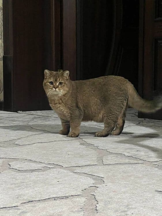 Mushuk Zalatoy shinshila toza arginal zoti — 1