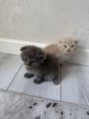 Скоттиш фолд девочка и мальчик