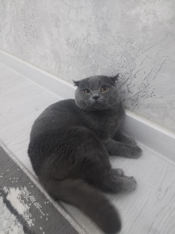 Mushugimiz sotiladi — 1