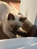 Сиямский котенок продаю