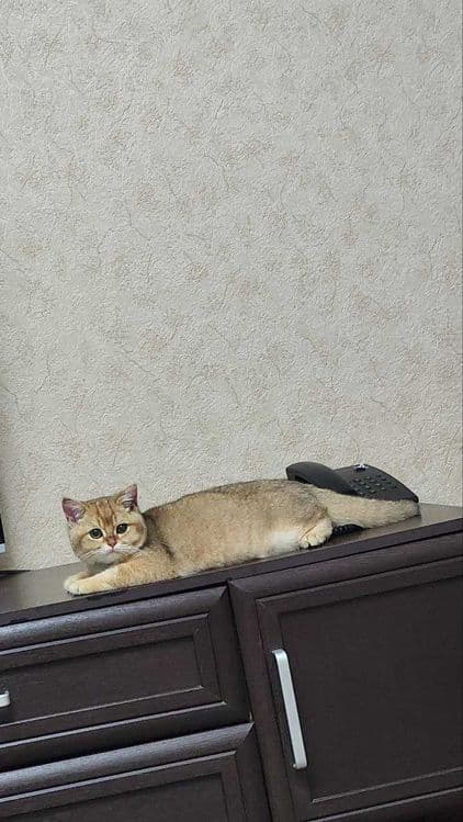Срочно продается британская шиншилла малчик — 1