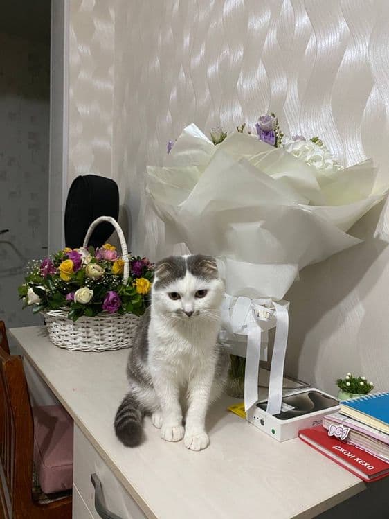 Скотш фолд — 1