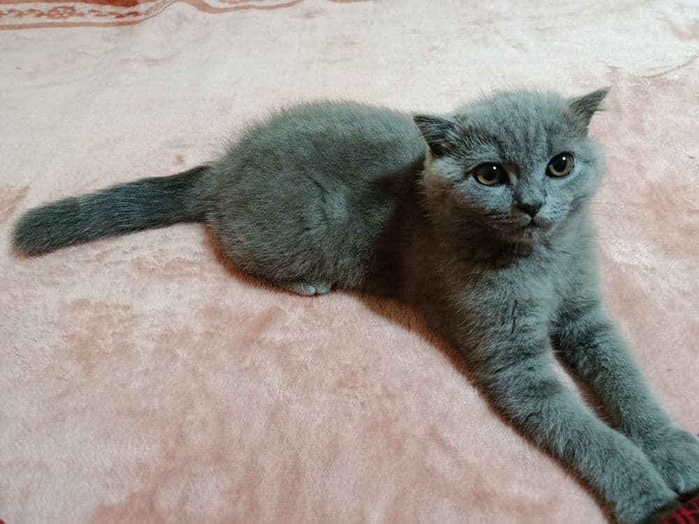 Британский короткошёрстный — 1