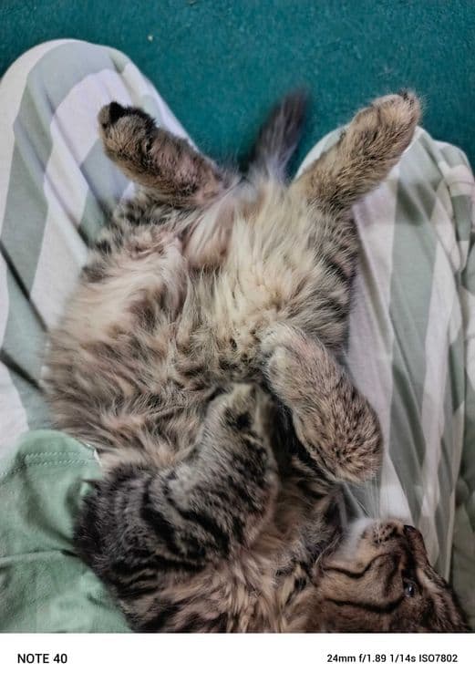 Котёнок Мейкуна 3 месяца мальчик и маленький котёнок девочка срочно — 1