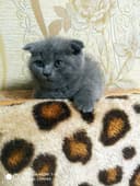Породистые котята, британцы