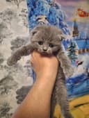 Скоттиш фолд британцы