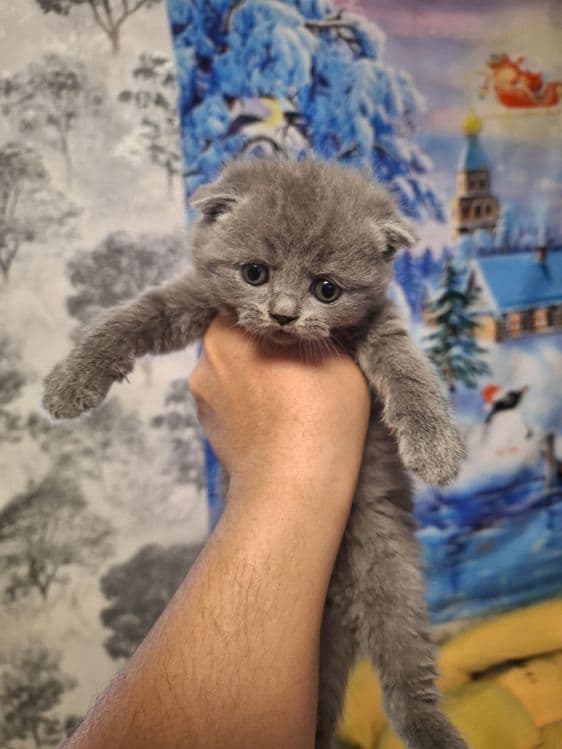 Скоттиш фолд британцы — 1