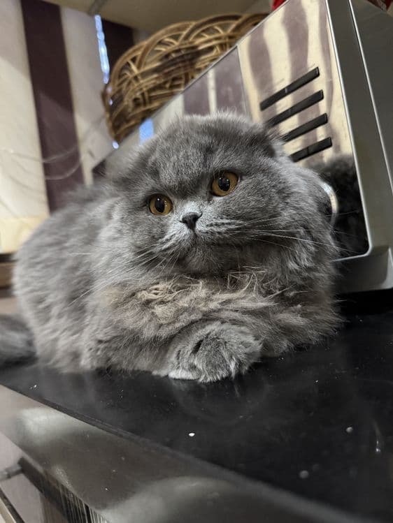 Продаётся сладкая кошечка — 1