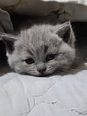Шотландская скотиш хайлент страйт