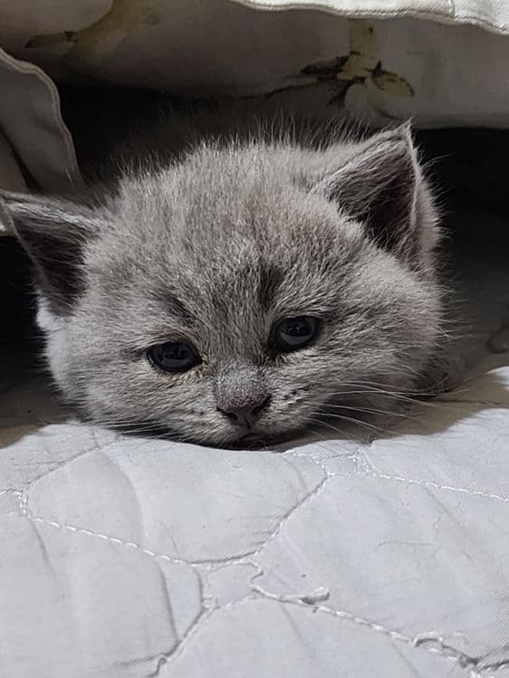 Шотландская скотиш хайлент страйт — 1