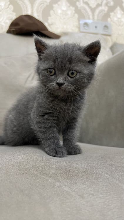 Скотиш страйт — 1